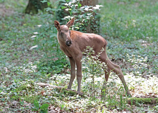 Bild vergrößern: Elch Kalb