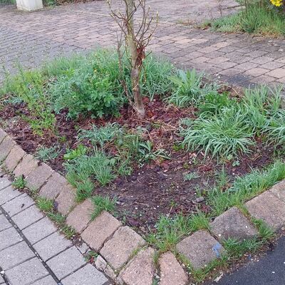 Bild vergr&ouml;&szlig;ern: Bild Baumscheibe